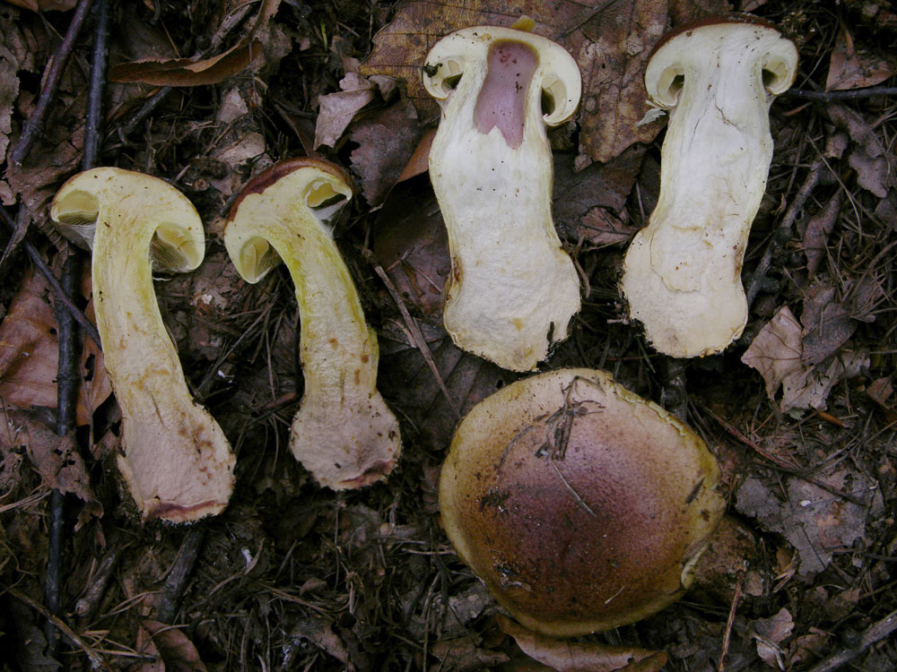 Cortinarius mussivus (Fr.) Melot